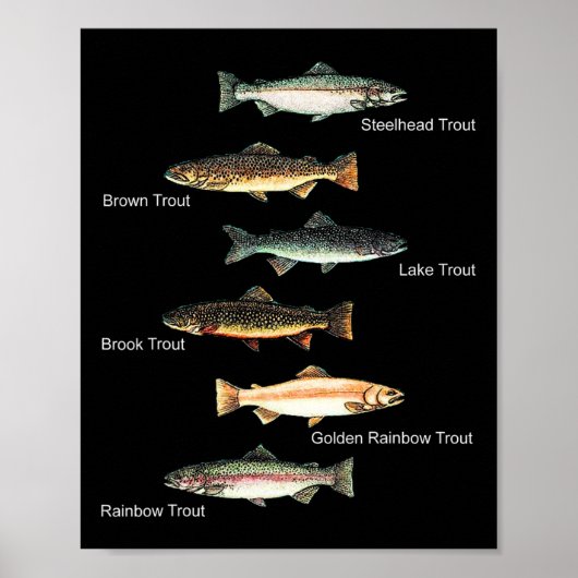 Poster Types Of Trout Fish Species Collection Fishing  (Devant)