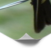 Poster Tyran à bec épais de l'Ouest (Coin)