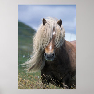 Poster UK, Scotland, Shetland Islands, Shetland pony