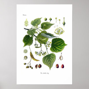 Poster ulmifolia de tilia (tilleul)