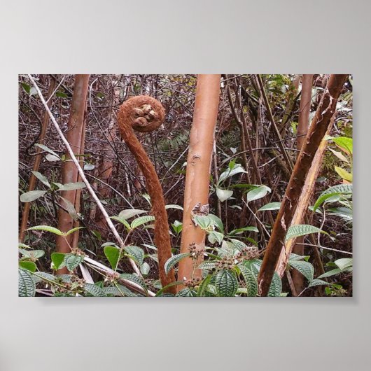 POSTER ULUHE FERN (Devant)