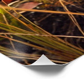 Poster Um gato-do-mato no Pantanal. (Coin)