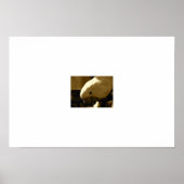 Poster Umbrella Coakatoo (Devant)