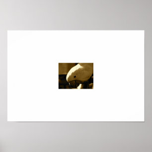 Poster Umbrella Coakatoo
