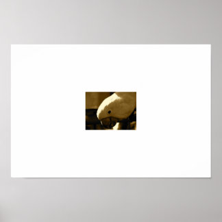 Poster Umbrella Coakatoo