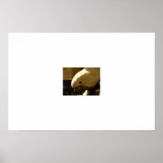 Poster Umbrella Coakatoo (Devant)