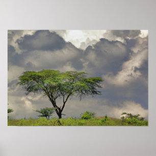 Poster Umbrella Thorn Acacia, Acacia tortilis et 2