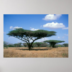 Poster Umbrella Thorn Acacia (Acacia tortilis), Mkuze
