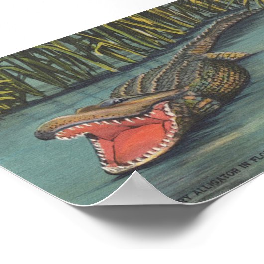 Poster Un alligator affamé en Floride (Coin)
