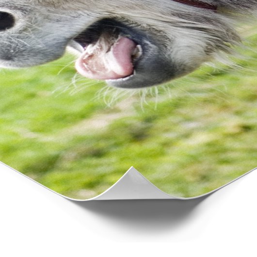 Poster Un âne (Coin)