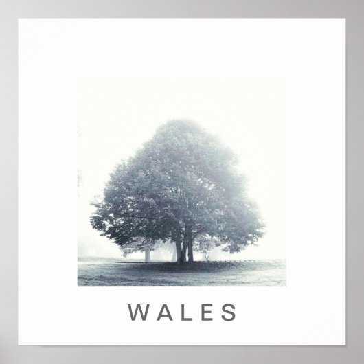 Poster Un arbre dans le brouillard (Devant)