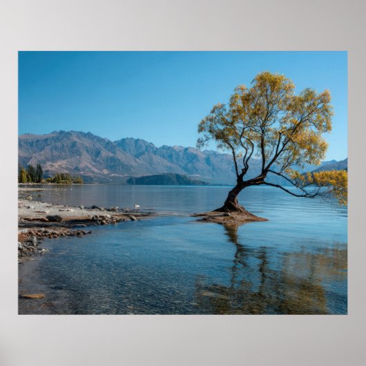 Poster Un arbre dans un lac (Devant)