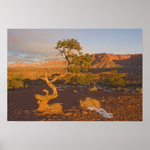 Poster Un arbre de genévrier de l'Utah Juniperus osteospe