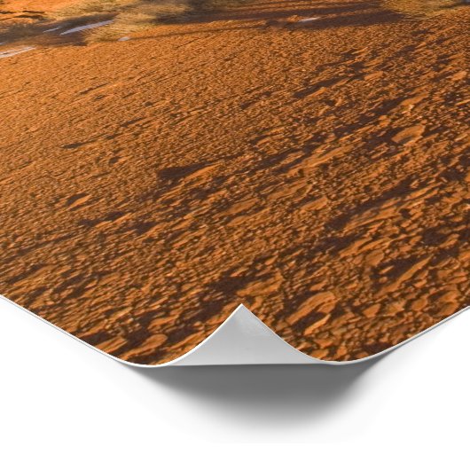 Poster Un arbre de Juniper Juniperus (Utah Juniperus oste (Coin)