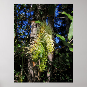 Poster Un arbre sauvage de la Macadamia en fleurs
