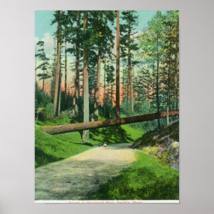 Poster Un arbre tombé à la scène de parc de région boisée