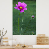 Poster Un aster mexicain (Cuisine)