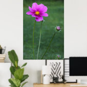 Poster Un aster mexicain (Bureau à domicile)