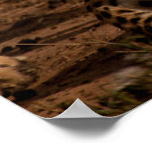 Poster Un baiser de guépard (Coin)