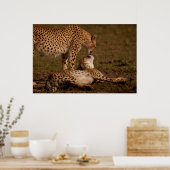 Poster Un baiser de guépard (Cuisine)