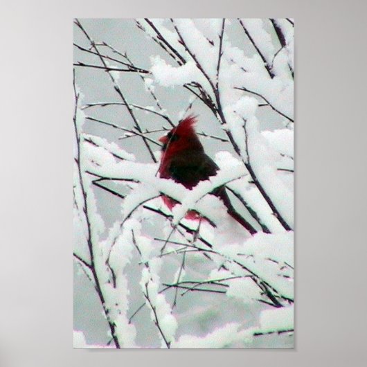Poster Un Beau Cardinal Rouge Dans Les Arbustes Couverts (Devant)