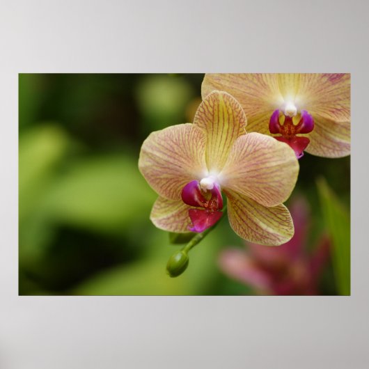 Poster Un beau couple (Devant)