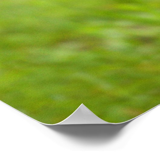 Poster Un bébé loup (Coin)