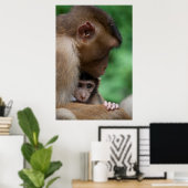 Poster Un bébé Macaque et c'est la mère (Bureau à domicile)
