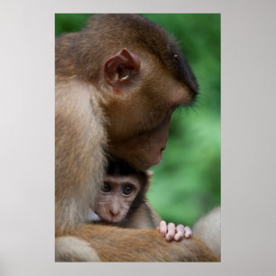 Poster Un bébé Macaque et c'est la mère