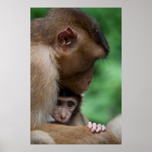 Poster Un bébé Macaque et c'est la mère (Devant)