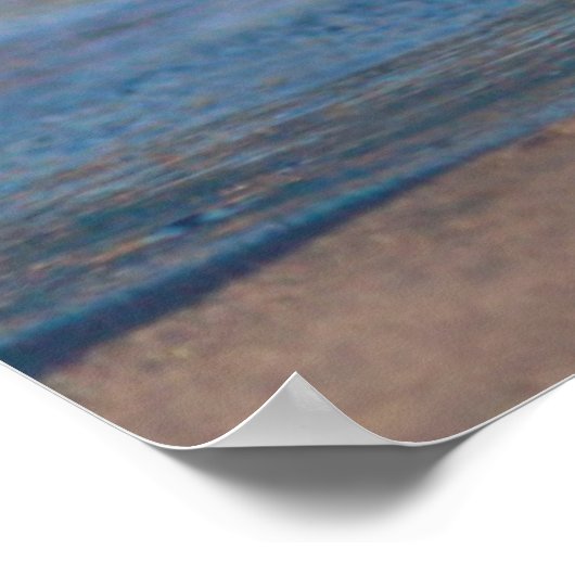 Poster Un bébé phoque levant sa queue (Coin)