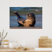 Poster Un bébé phoque levant sa queue (Cuisine)