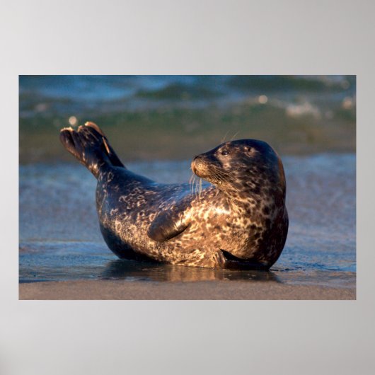 Poster Un bébé phoque levant sa queue (Devant)