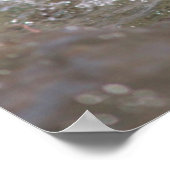 Poster Un bébé phoque surfant (Coin)