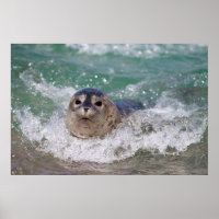 Un bébé phoque surfant