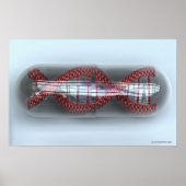 Poster Un brin d'ADN dans une capsule (Devant)