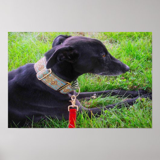 Poster Un calme Greyhounds (Devant)