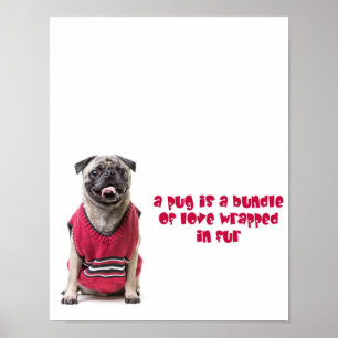 Poster Un Carlin Est Un Ensemble D'Amour Enveloppé Dans L