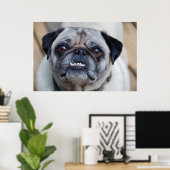 Poster Un Carlin souriant (Bureau à domicile)