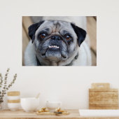 Poster Un Carlin souriant (Cuisine)