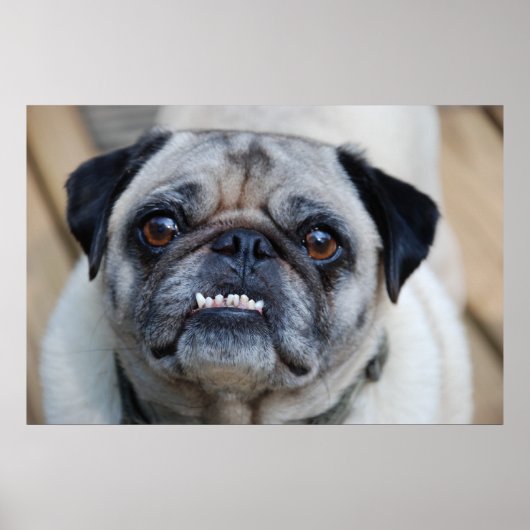 Poster Un Carlin souriant (Devant)