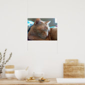 Poster Un Catap Cosy (Cuisine)