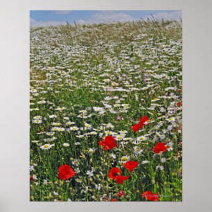 Poster Un champ agricole de marguerites blanches aux yeux
