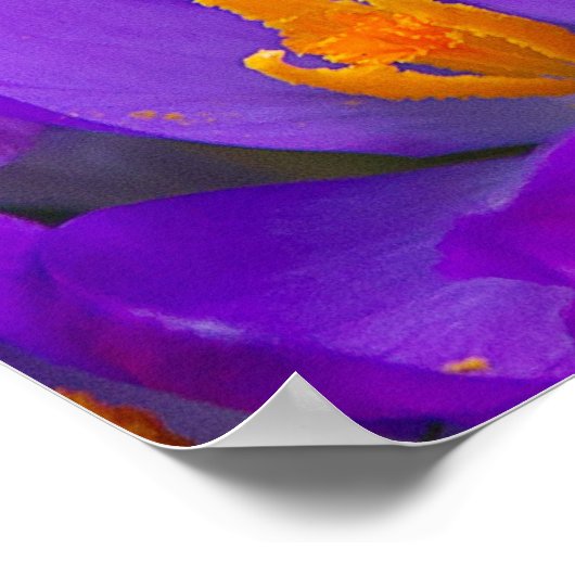 Poster Un champ de crocus violets (Coin)