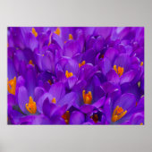 Poster Un champ de crocus violets (Devant)