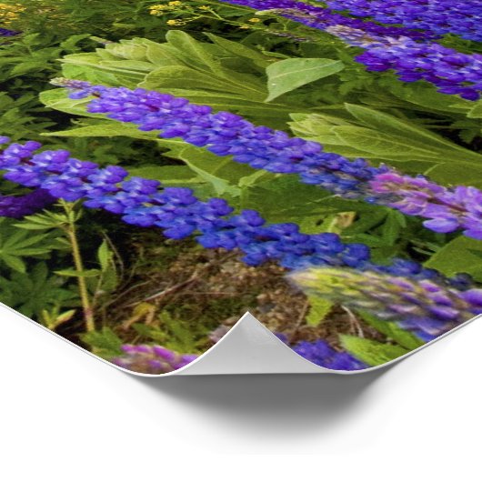 Poster Un champ de fleurs sauvages lupins sur la Rive-Nor (Coin)