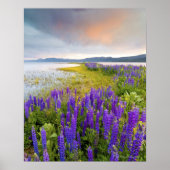 Poster Un champ de fleurs sauvages lupins sur la Rive-Nor (Devant)
