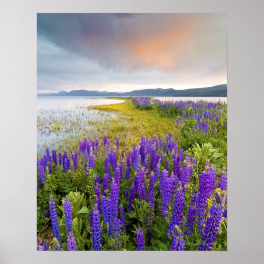 Poster Un champ de fleurs sauvages lupins sur la Rive-Nor (Devant)