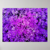 Un champ de marguerites violettes et roses