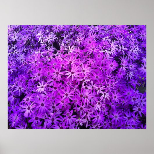 Poster Un champ de marguerites violettes et roses (Devant)
